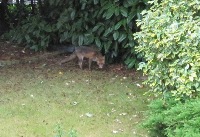 A fox in my garden near the town